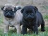 Cute pug puppies for adoption