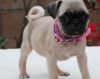 Lovely Pug Puppies for Sale