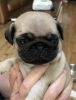 Kc Registered Male Pug Puppy