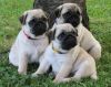 Awesome Pug Puppies for Adoption