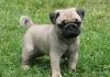 Black and fawn Pug Puppies