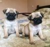 Two Healthy Pug Puppies Available