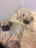 male and female pug puppies