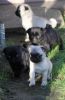4 Gorgeous Pug Puppies!(xxx) xxx-xxx0