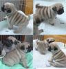 Cute and Adorable Pug Puppies for Sale
