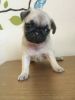Adorable female pug Puppies for Sale