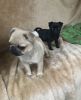 Beautiful Pug Puppies, fawn and black litter