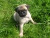 Registered Pug Puppies For Re-Homing