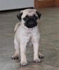 Black/Fawn and Choco color Pug Puppies Available