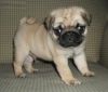 Now available Pug puppies for re-homing