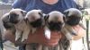 pug Puppies (male & female)(xxx) xxx-xxx7