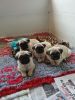 Pug Pups Ready Now 2 Left