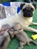 Adorable Pug Puppies 28 Champions!ready Now!