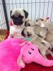 Kc Registered Fawn Pug Puppies