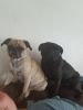 Upcoming litter of pug puppies due 8-15-18