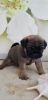 *3 Left* Beautiful Fawn Kc Registered Pug Puppies
