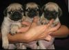 $450 pugs for sale