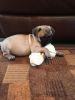 Top Quality 4 Month Old Fawn Male Pug