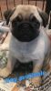 Registered Fawn Pug Boy For Sale