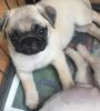 Cute Pug Girl Ready For Her New Home