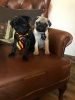 2 stunning Pug Puppies Ready