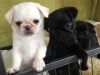 Gorgeous litter of chunky pug puppies