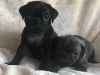 Kc Pug Puppies- Black & Silver(registered)