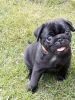 4 Lovely Akc Pug Girls And Boys