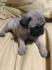 Purebred Females Pug - Ready To Go To Thier Forever Homes