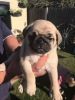 Fawn pug puppies available for new homes