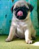 Outstanding Pug puppies Ready For New Homes