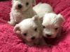 Maltese Dogs and Puppies for sale in Texas