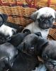 Home raised Pug puppies For Lovely Homes