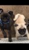 Healthy Pug puppies ready for new homes