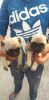 Pure Breed Pug Puppies Ready For Christmas