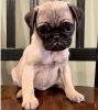 Vet Checked and Dewormed Pug Puppies