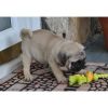 Perfect Pug Puppies For Sale