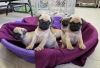 Stunning Pug Puppies For Sale