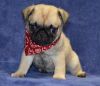 Well Socialized Pug Puppies For Sale