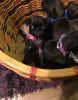 Beautiful Black Pug Puppies For Sale. Text (xxx) xxx-xxx7