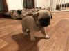 Pug puppies ready for adoption.