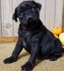 Amusing Personality Male and Female Pug Puppies