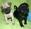 Teacup Pug Puppies Available