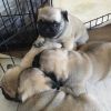 Active Pug for Sale