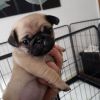 available active pug puppies ready