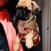 Pug Puppy for ready now for new home