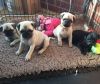 Pug puppies are now ready