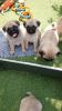 Lovely free pug puppies for adoption