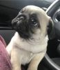 Socialized rehoming male and female pug puppies they are super tiny