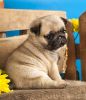 Lovely pug puppies available